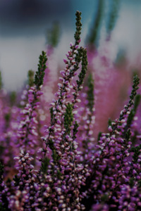 Heather