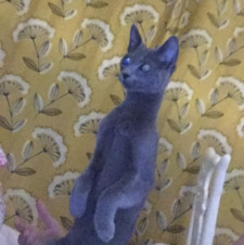 edwardcullenenthusiast