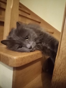 Michalina