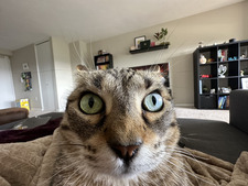 Audrey