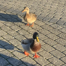 Nora Ratama Dunderovic