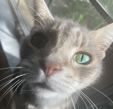 Juli
