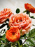 Rose H