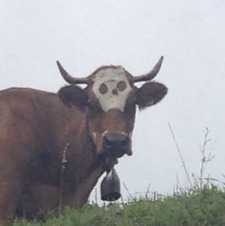 SkullCow