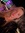 Lia Farrington