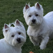 WestieMama