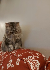 Leigh van Rootselaar