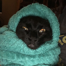 Gracie