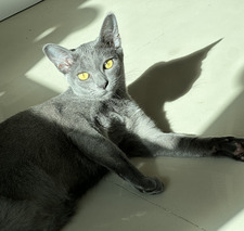 Rachata Kongcheep