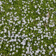 blubell 