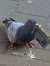 rare_pl...
