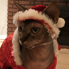 amira