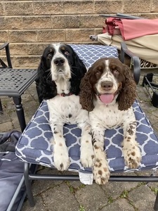 Suzanne Muller- Koegler