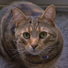 The Nocturnal Reader