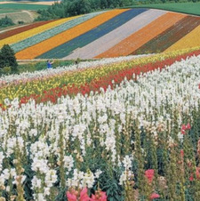 Harriet Postlethwaite