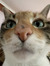 Olive S...