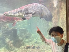 Schammander