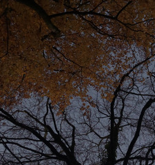 Yolanda ཐིཋྀ