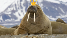 TheWalrusCaesar