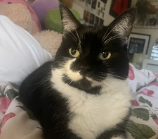 Isobelle