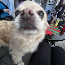 delilah