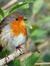 Robin