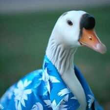Sam Goose