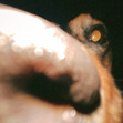 Marlee