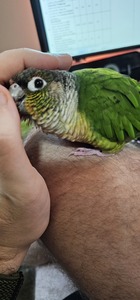 Adam