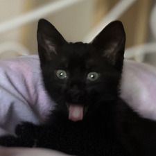 Coral ☾ ⋆*･ﾟ:⋆*･ﾟ