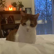 maya