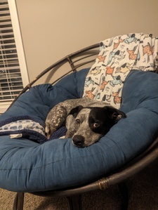 Lisa Surber-Cunningham