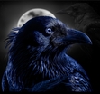 Raven