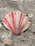 seashell