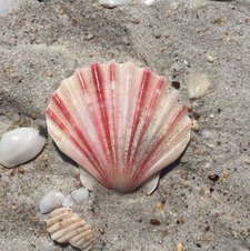 seashell