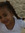 Nosha