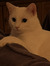 Ellrie