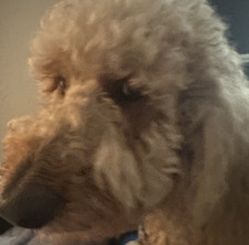 Whitney