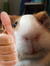 guineapig
