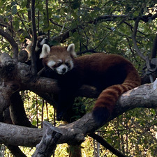 redpandalover