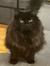 Cat Qui...