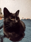 Leia