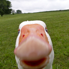Egor