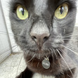 Viggo