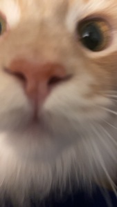 Marcy