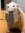 ratreads