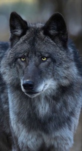 Alpineee _thewolf