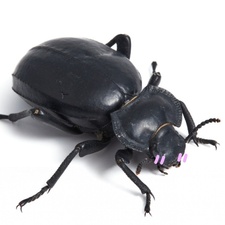 Beetle