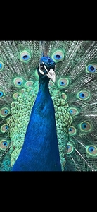 Prusseliese