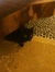 keesha